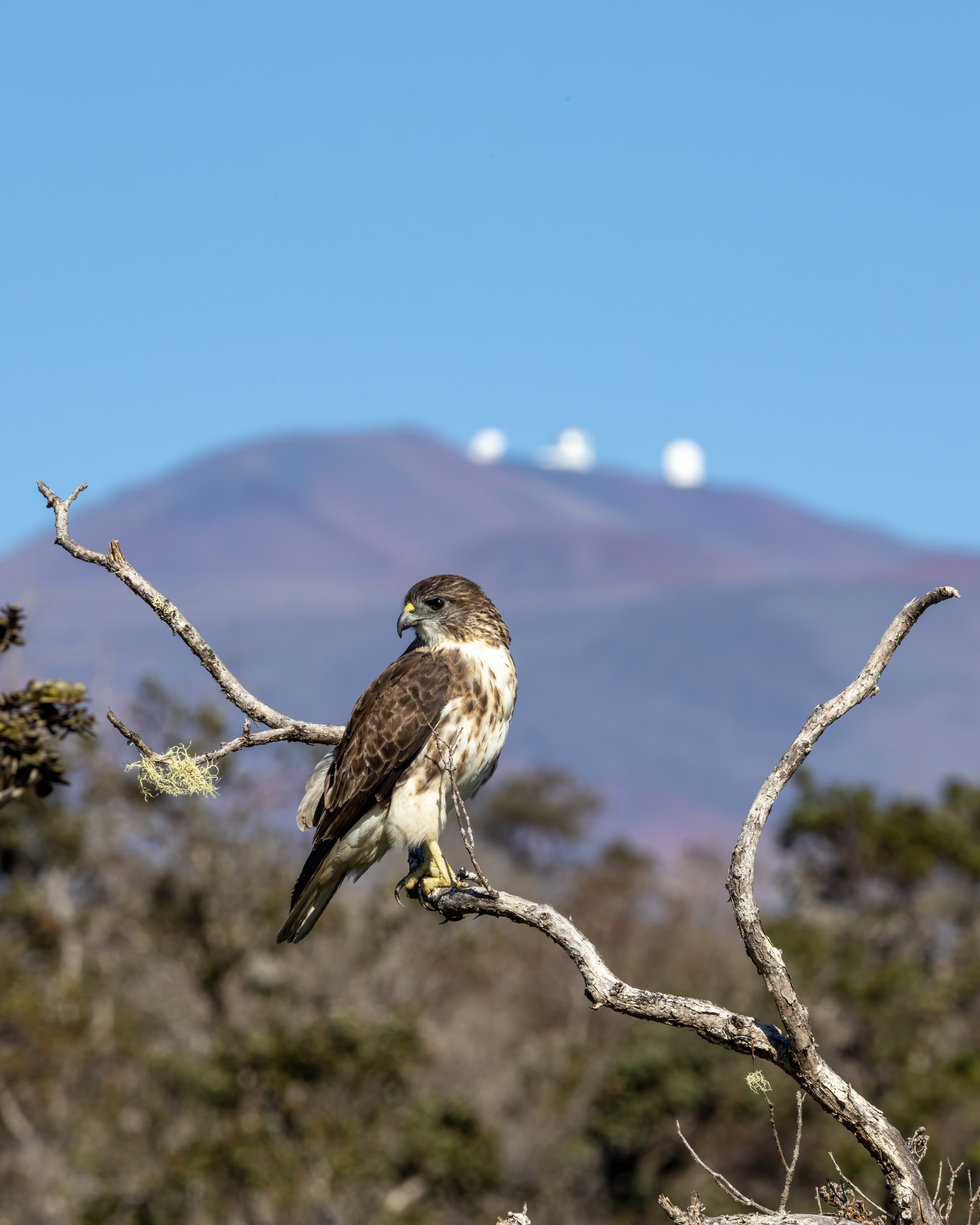 Hawaiian Hawk (ʻIo) in natural habitat