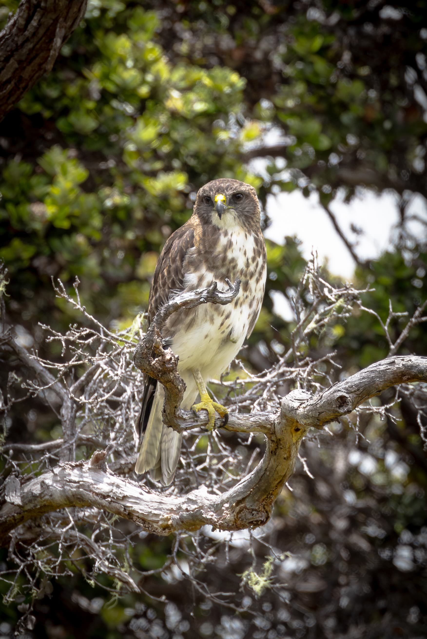 Hawaiian Hawk (ʻIo) close-up
