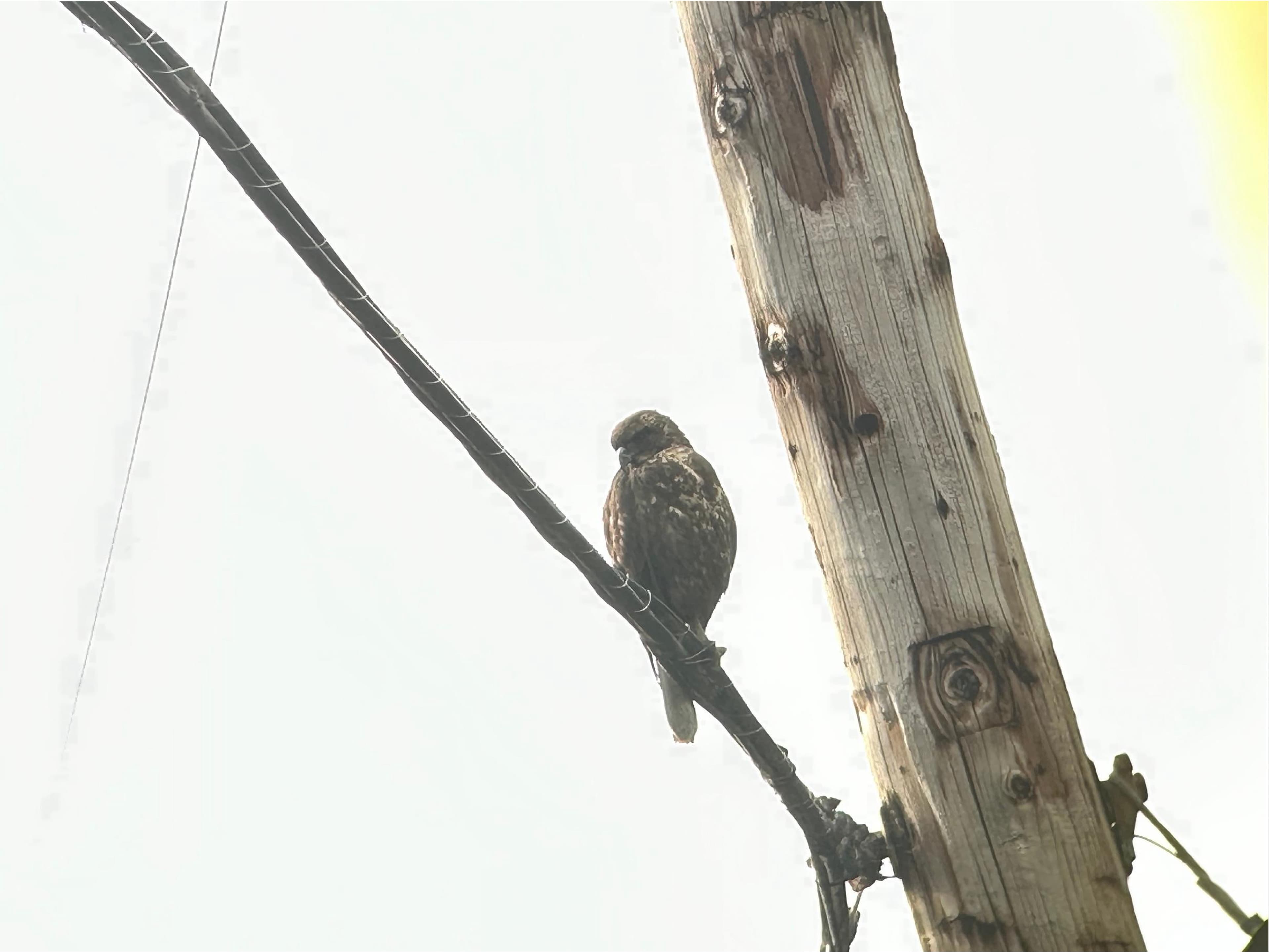 Hawaiian Hawk (ʻIo) in profile