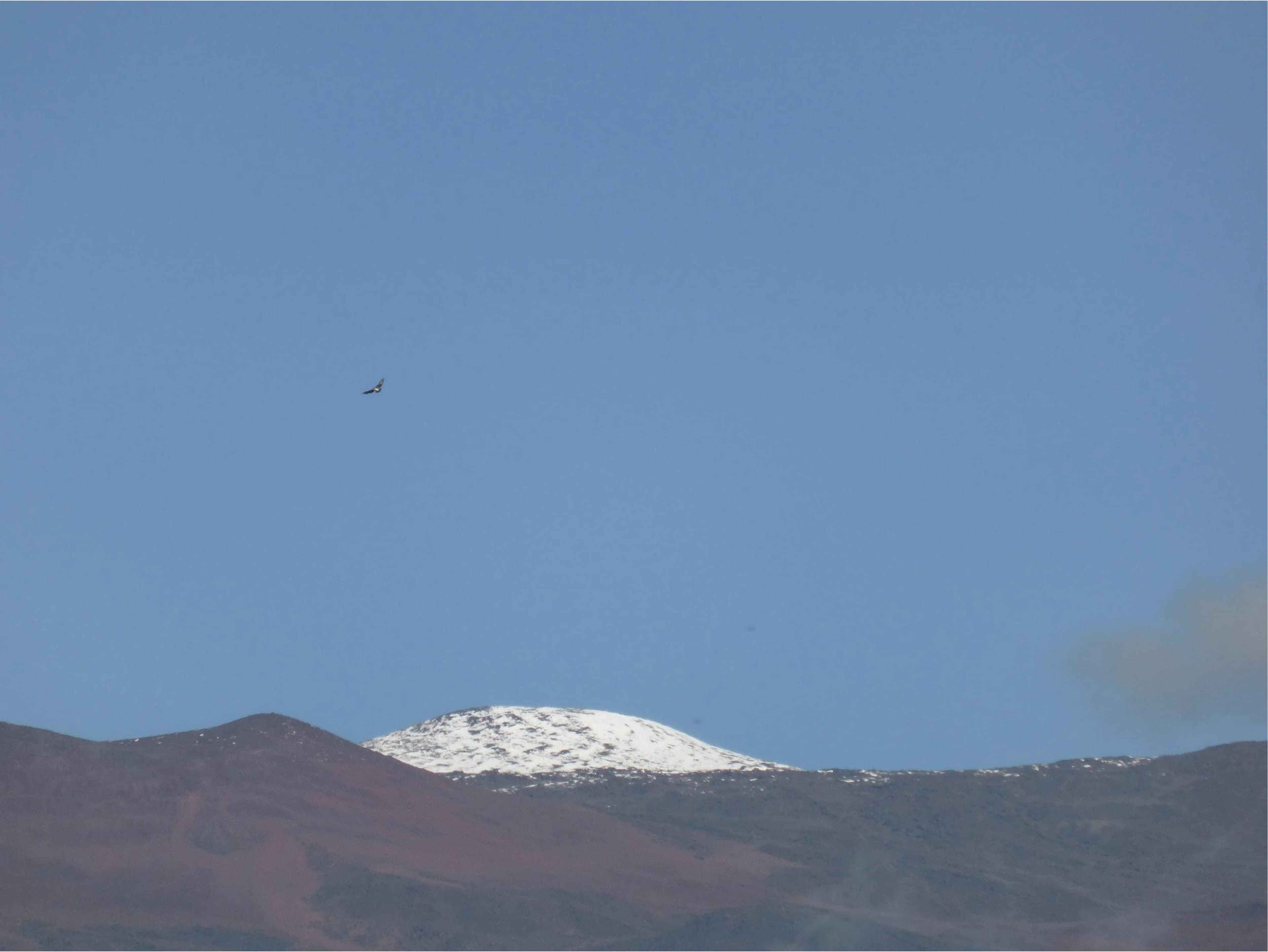Hawaiian Hawk (ʻIo) soaring in flight