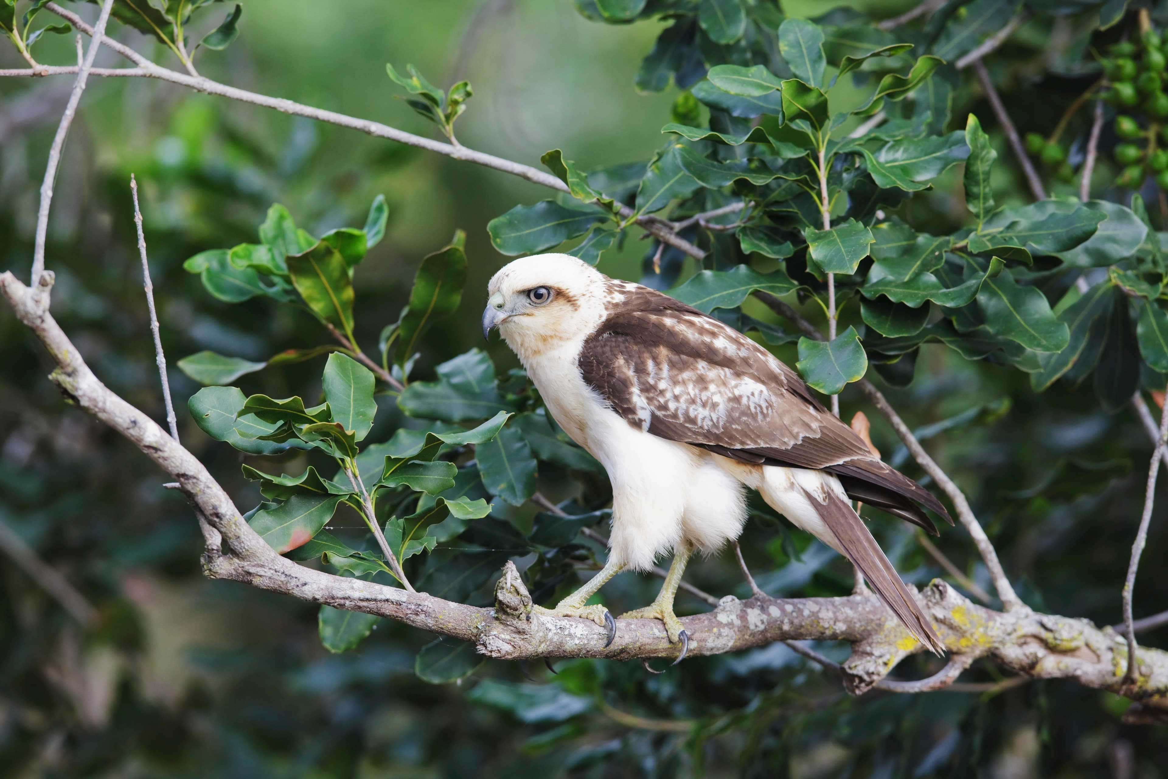 Hawaiian Hawk (ʻIo) in flight